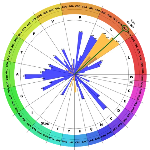 HELM: Hierarchical Encoding for mRNA Language Modeling