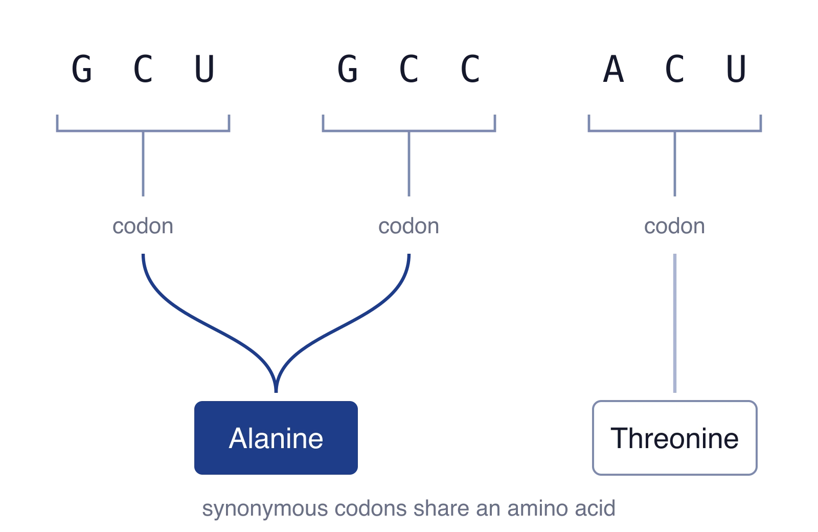 GCU and GCC are synonymous; a hierarchy-aware model treats confusing them as a smaller error than confusing alanine with threonine.